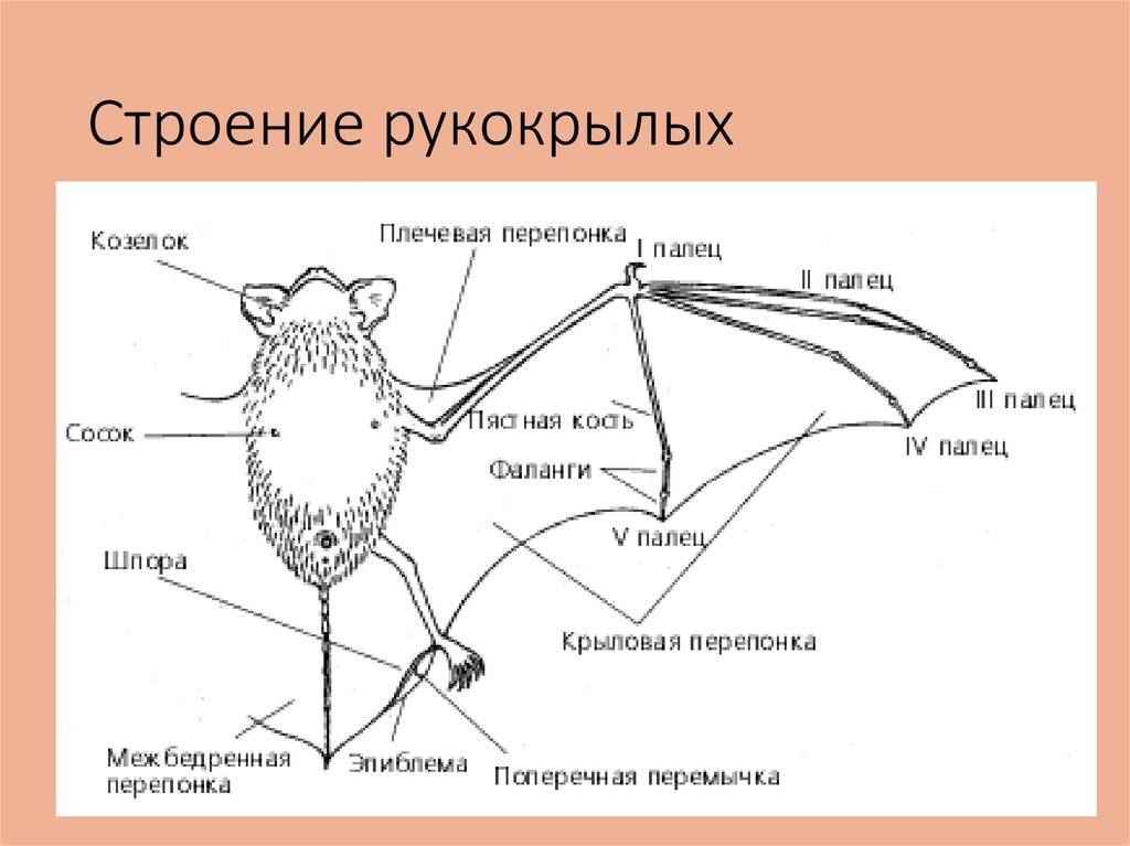 На фото описано строение летучих мышей